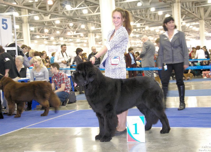 Фото: ньюфаундленд As True for Beguschaya po Volnam Dinastiya Soverchenstva (Аз Труэ Бегущая по Волнам Династия Совершенства), Margarita Dolotova (Маргарита Долотова)