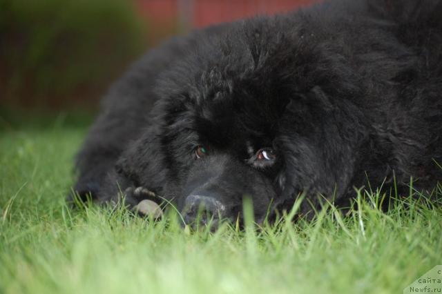 Фото: ньюфаундленд Pitern'yuf Jiznennaya Neobhodimost' (Питерньюф Жизненная Необходимость)