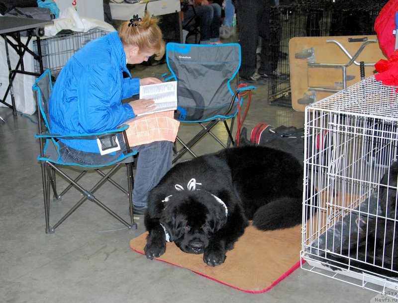 Фото: ньюфаундленд As True for Beguschaya po Volnam Dinastiya Soverchenstva (Аз Труэ Бегущая по Волнам Династия Совершенства), Galina Kostyuhova (Галина Костюхова)