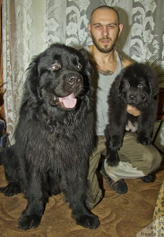 Фото: ньюфаундленд L'vinoe Serdce (Львиное Сердце), ньюфаундленд CHernyiy Balu Dobryinya (Черный Балу Добрыня), Andrey Volkov (Андрей Волков)