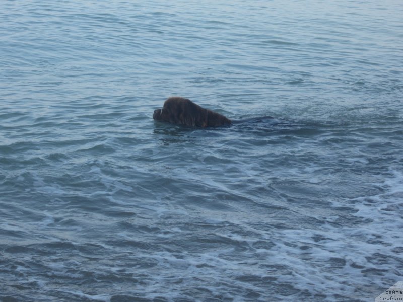 Фото: ньюфаундленд Igerma iz Akademii Shokolada (Игерма из Академии Шоколада)
