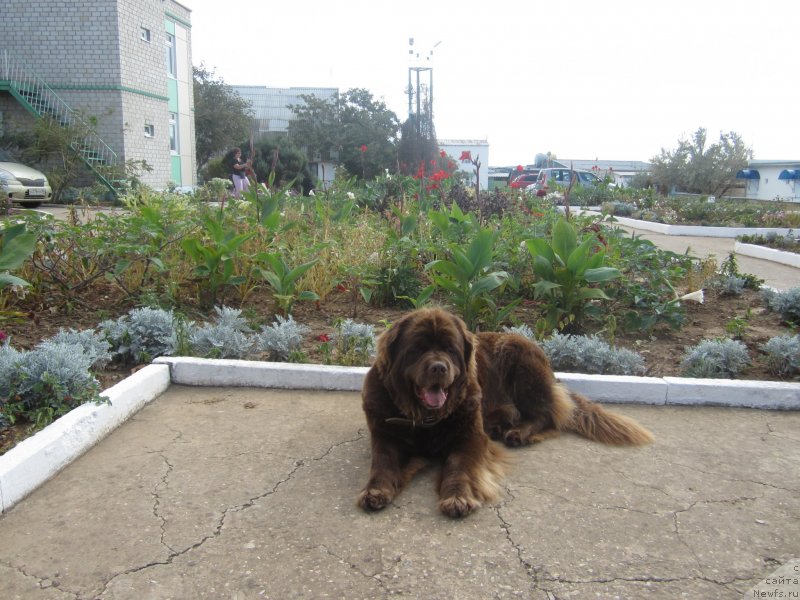 Фото: ньюфаундленд Igerma iz Akademii Shokolada (Игерма из Академии Шоколада)