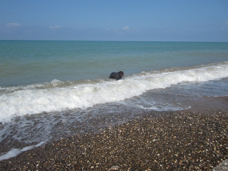 Фото: ньюфаундленд Igerma iz Akademii Shokolada (Игерма из Академии Шоколада)