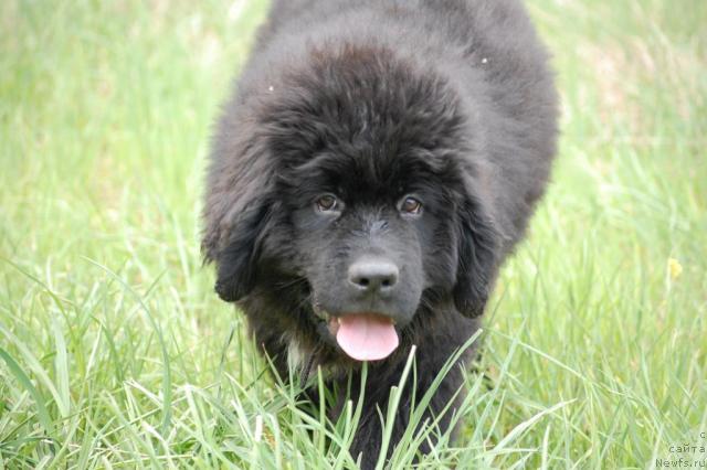 Фото: ньюфаундленд Pitern'yuf Jiznennaya Neobhodimost' (Питерньюф Жизненная Необходимость)