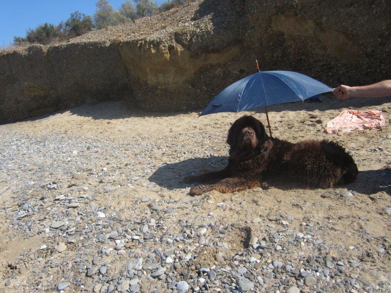 Фото: ньюфаундленд Igerma iz Akademii Shokolada (Игерма из Академии Шоколада)