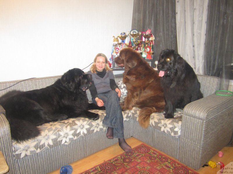 Фото: ньюфаундленд Igerma iz Akademii Shokolada (Игерма из Академии Шоколада)