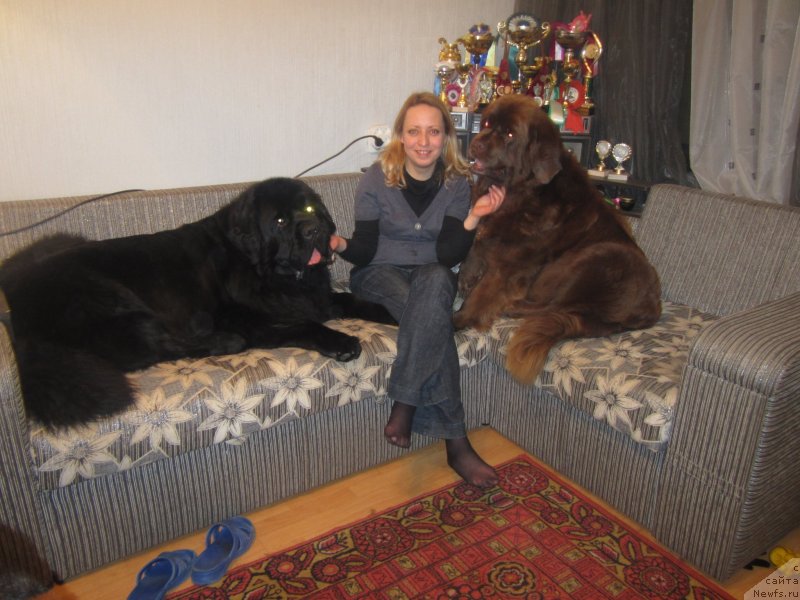 Фото: ньюфаундленд Igerma iz Akademii Shokolada (Игерма из Академии Шоколада)