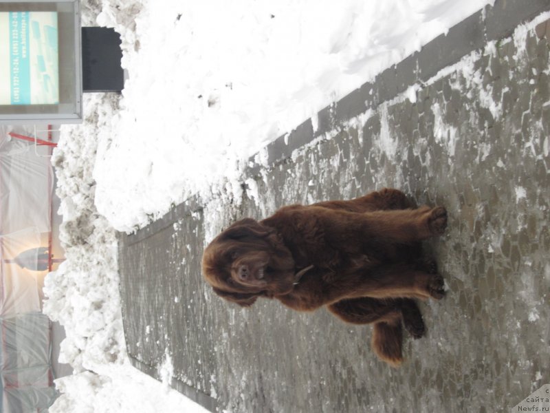 Фото: ньюфаундленд Igerma iz Akademii Shokolada (Игерма из Академии Шоколада)