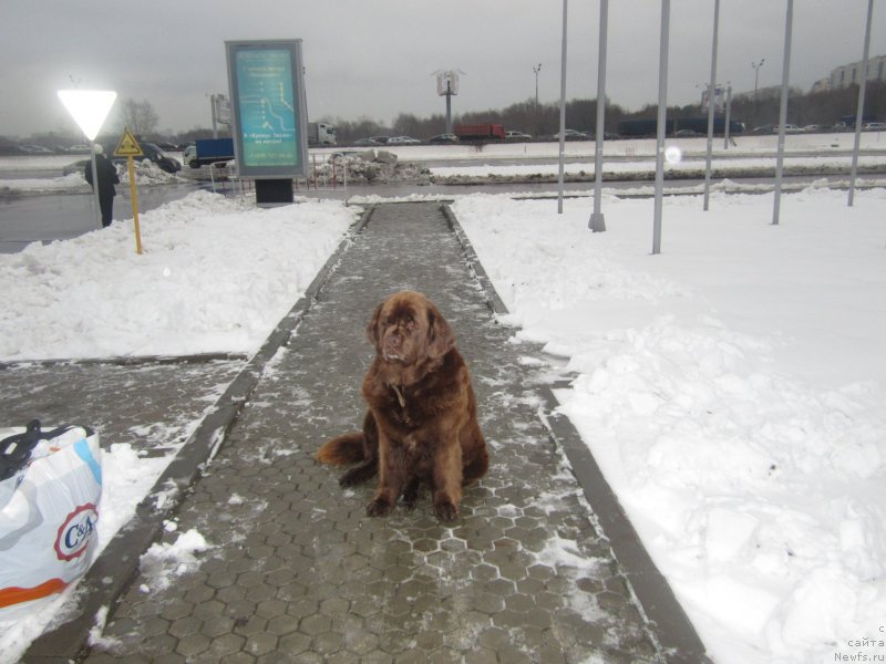 Фото: ньюфаундленд Igerma iz Akademii Shokolada (Игерма из Академии Шоколада)