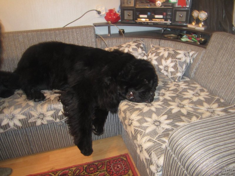 Фото: ньюфаундленд Igerma iz Akademii Shokolada (Игерма из Академии Шоколада)