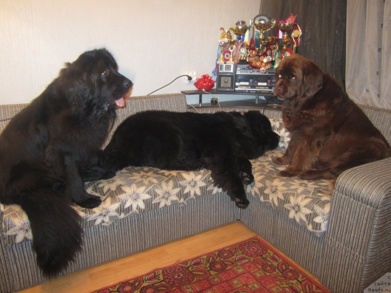 Фото: ньюфаундленд Igerma iz Akademii Shokolada (Игерма из Академии Шоколада), ньюфаундленд Igerma iz Akademii Shokolada (Игерма из Академии Шоколада)