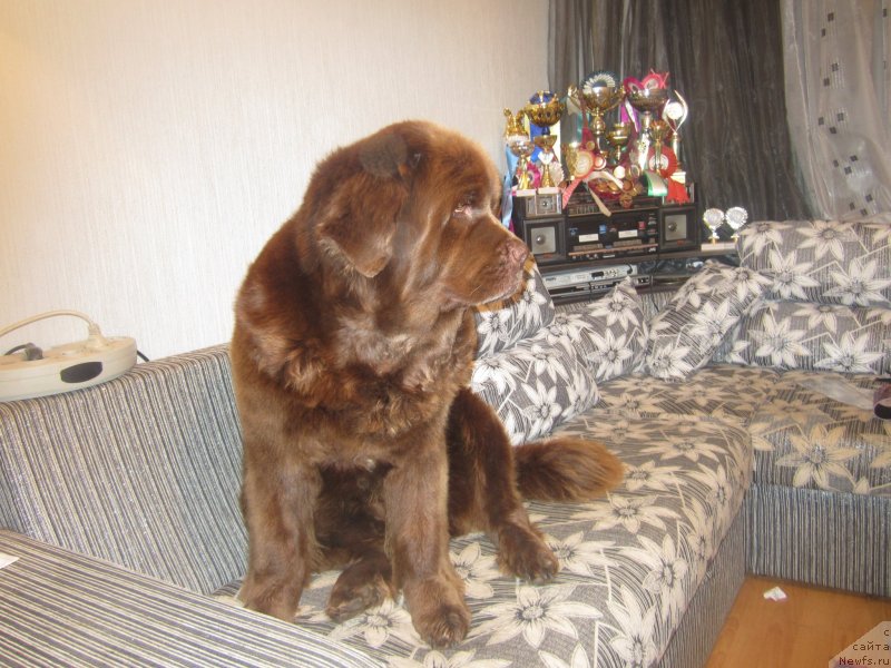 Фото: ньюфаундленд Igerma iz Akademii Shokolada (Игерма из Академии Шоколада), ньюфаундленд Igerma iz Akademii Shokolada (Игерма из Академии Шоколада)