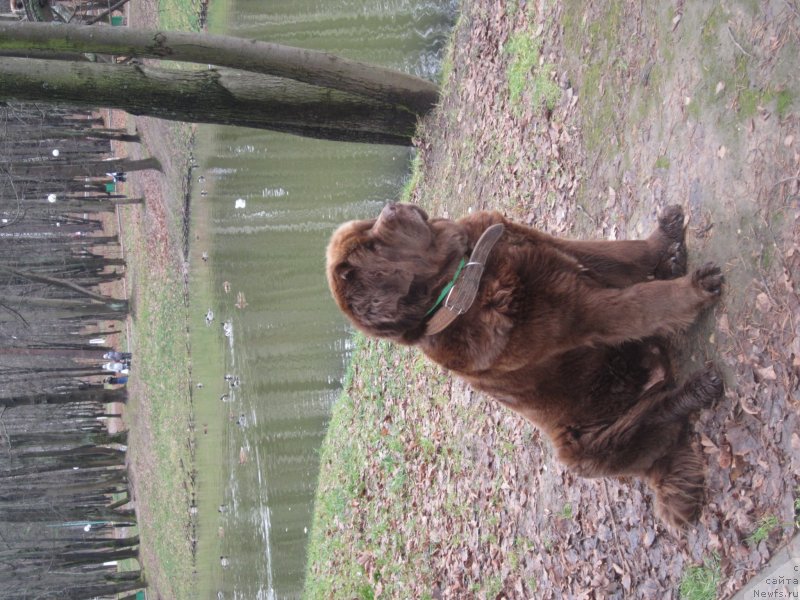 Фото: ньюфаундленд Igerma iz Akademii Shokolada (Игерма из Академии Шоколада)