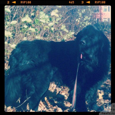 Фото: Гастон де Фуа