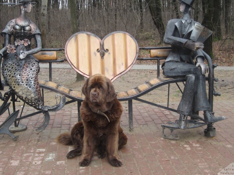 Фото: ньюфаундленд Igerma iz Akademii Shokolada (Игерма из Академии Шоколада)