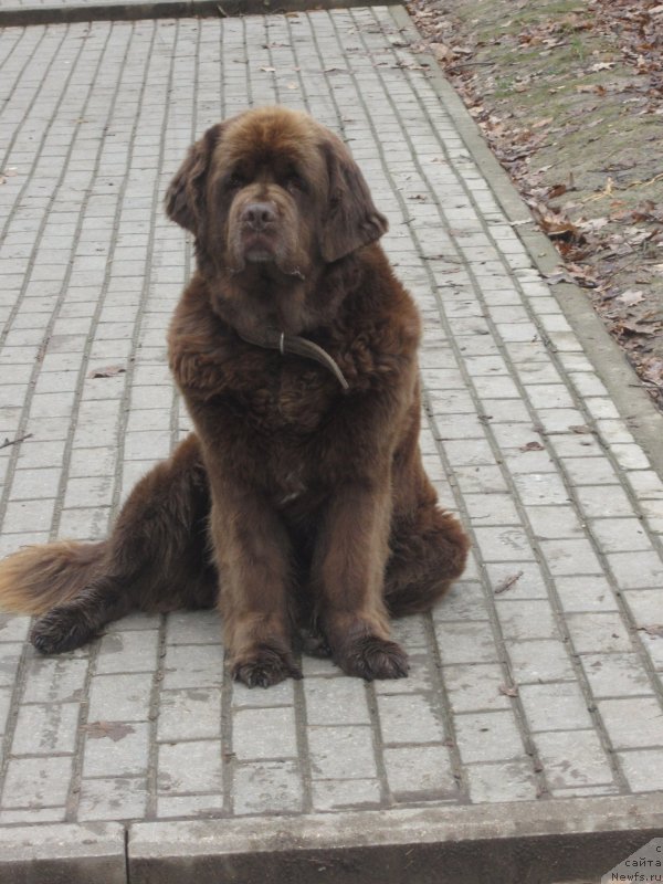 Фото: ньюфаундленд Igerma iz Akademii Shokolada (Игерма из Академии Шоколада)