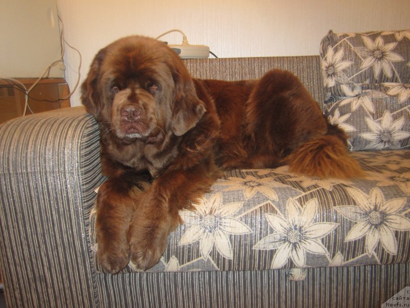 Фото: ньюфаундленд Igerma iz Akademii Shokolada (Игерма из Академии Шоколада)