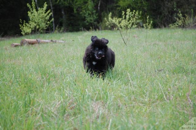Фото: ньюфаундленд Pitern'yuf Jiznennaya Neobhodimost' (Питерньюф Жизненная Необходимость)