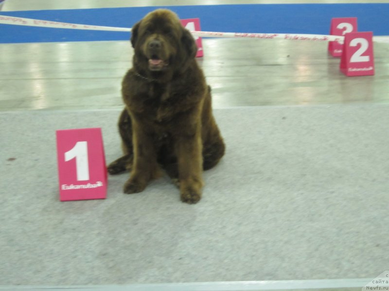 Фото: ньюфаундленд Igerma iz Akademii Shokolada (Игерма из Академии Шоколада)