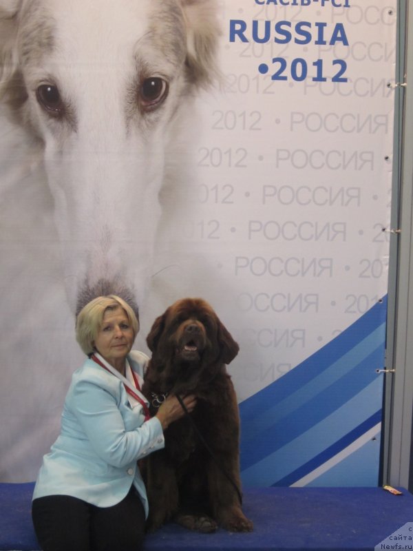 Фото: ньюфаундленд Igerma iz Akademii Shokolada (Игерма из Академии Шоколада)