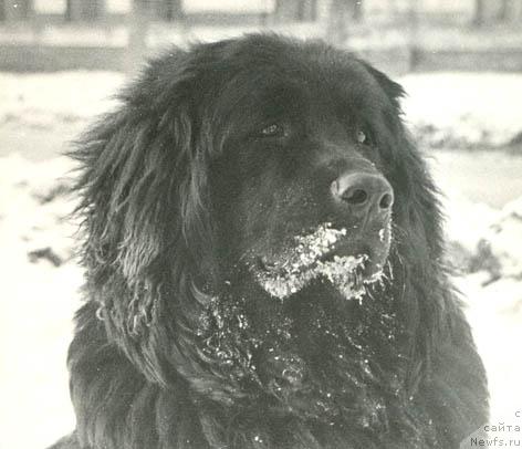 Фото: ньюфаундленд Franklin Grand Zor (Франклин Гранд Зор)