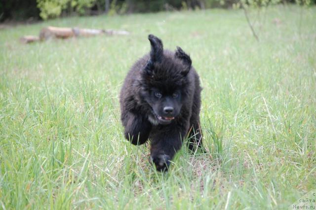 Фото: ньюфаундленд Pitern'yuf Jiznennaya Neobhodimost' (Питерньюф Жизненная Необходимость)