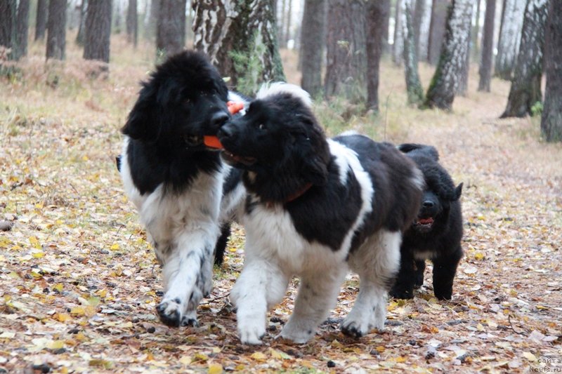 Фото: ньюфаундленд Akvian Song Kiss from Rouz (Аквиан Сонг Кисс Фром Роуз), ньюфаундленд Plyushevaya Panda La Bella (Плюшевая Панда Ла Белла)
