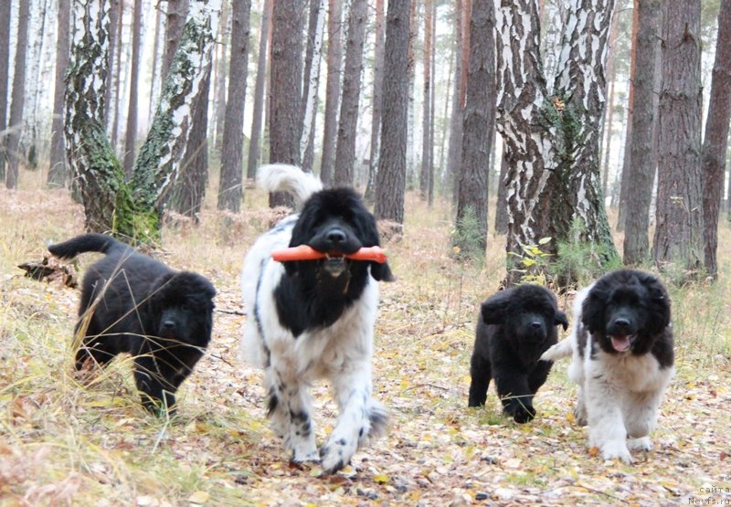 Фото: ньюфаундленд Akvian Song Kiss from Rouz (Аквиан Сонг Кисс Фром Роуз), ньюфаундленд Plyushevaya Panda La Bella (Плюшевая Панда Ла Белла), ньюфаундленд Akvian Song Lavatera (Аквиан Сонг Лаватера), ньюфаундленд Akvian Song Lars Berger (Аквиан Сонг Ларс Бергер)
