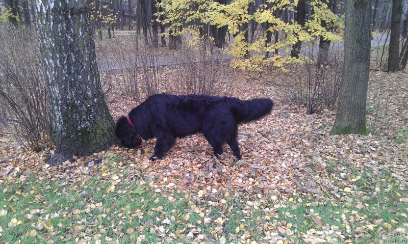 Фото: ньюфаундленд Sent Djons Gvendolin Glorius Garden (Сент Джонс Гвендолин Глориус Гарден)
