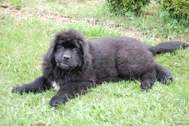 Фото: ньюфаундленд Pitern'yuf Jiznennaya Neobhodimost' (Питерньюф Жизненная Необходимость)