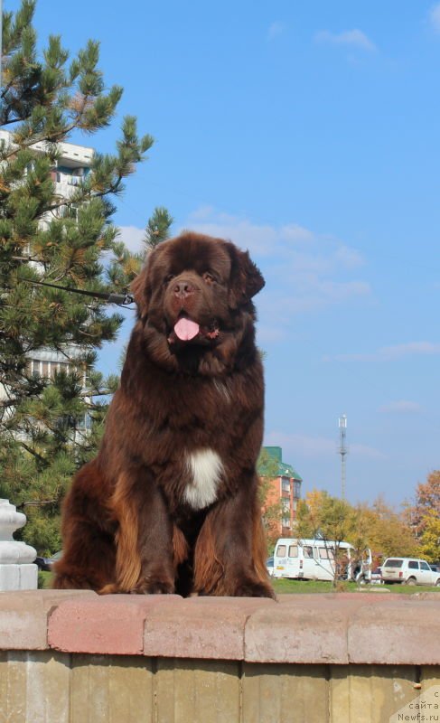 Фото: ньюфаундленд Aquatoriya Kelvin Rise After Me (Акватория Келвин Райз Афтэ Ми)