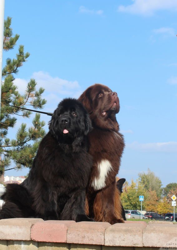 Фото: ньюфаундленд Aquatoriya Kelvin Rise After Me (Акватория Келвин Райз Афтэ Ми), ньюфаундленд King of Helluland Just Love