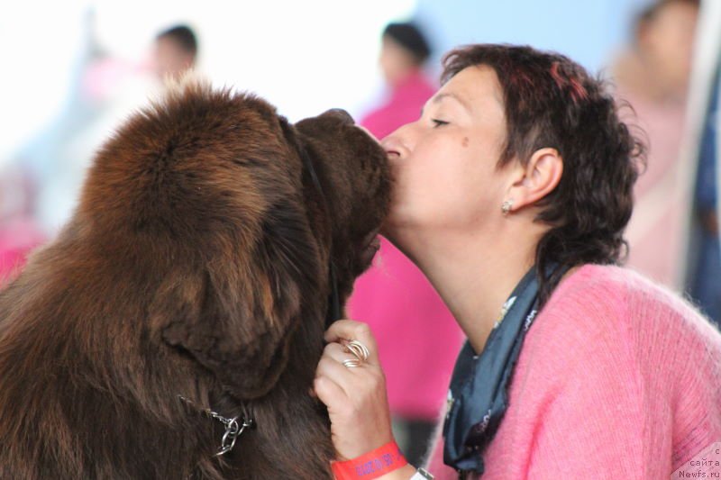 Фото: ньюфаундленд Aquatoriya Kelvin Reds Begin and Win (Акватория Келвин Редс Бегин энд Вин), Elena Medvedeva (Елена Медведева)
