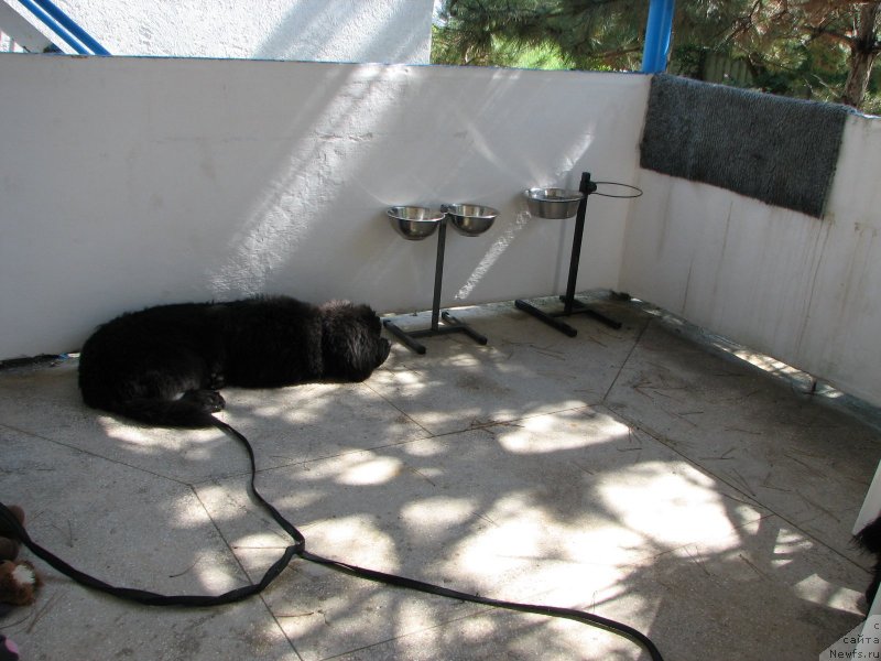 Фото: ньюфаундленд Beguschaya po Volnam Esperanto Etulo CHui (Бегущая по Волнам Есперанто Етуло Чуи)