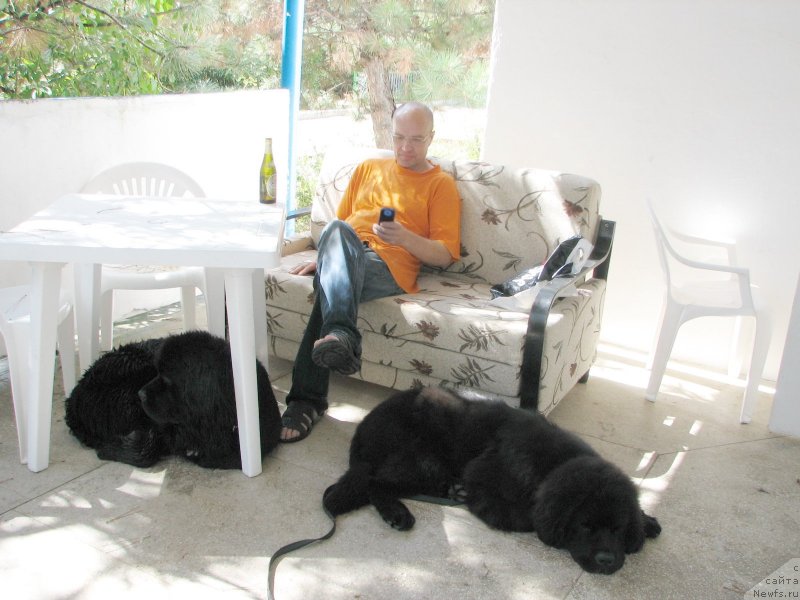 Фото: ньюфаундленд Beguschaya po Volnam Hand Made (Бегущая по Волнам Ханд Маде), ньюфаундленд Beguschaya po Volnam Elvis (Бегущая по Волнам Елвис), Anton YAkovlev (Антон Яковлев)