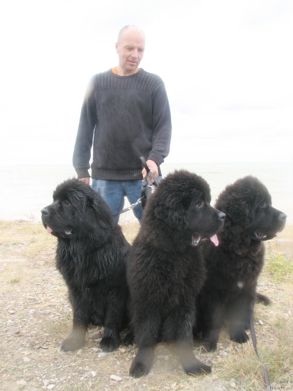 Фото: Anton YAkovlev (Антон Яковлев), ньюфаундленд Beguschaya po Volnam Hand Made (Бегущая по Волнам Ханд Маде), ньюфаундленд Beguschaya po Volnam Esperanto Etulo CHui (Бегущая по Волнам Есперанто Етуло Чуи), ньюфаундленд Beguschaya po Volnam Elvis (Бегущая по Волнам Елвис)