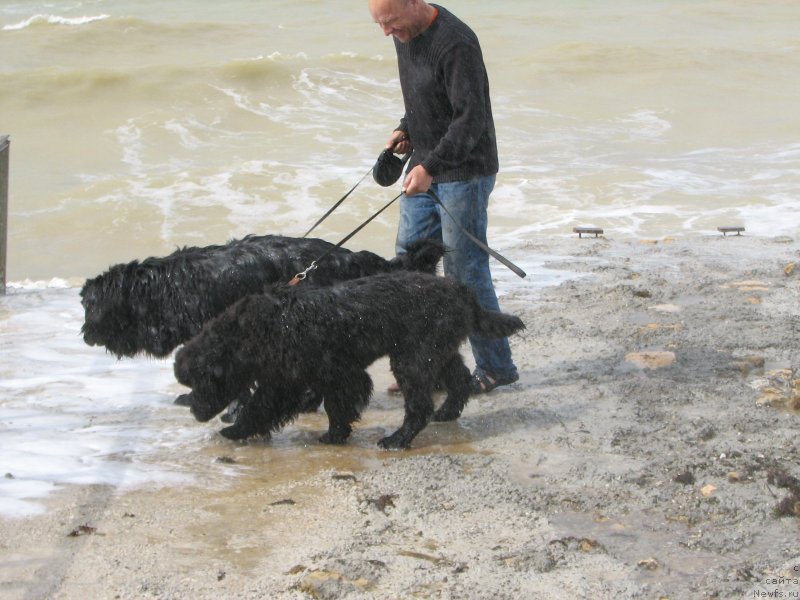 Фото: Anton YAkovlev (Антон Яковлев), ньюфаундленд Beguschaya po Volnam Elvis (Бегущая по Волнам Елвис), ньюфаундленд Beguschaya po Volnam Hand Made (Бегущая по Волнам Ханд Маде)