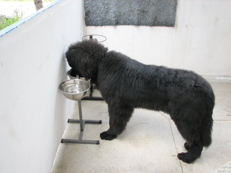 Фото: ньюфаундленд Beguschaya po Volnam Esperanto Etulo CHui (Бегущая по Волнам Есперанто Етуло Чуи)