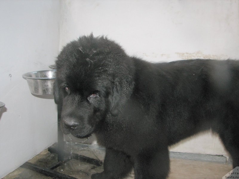 Фото: ньюфаундленд Beguschaya po Volnam Esperanto Etulo CHui (Бегущая по Волнам Есперанто Етуло Чуи)