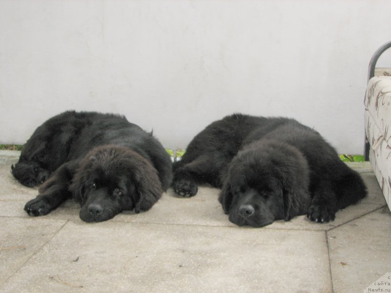 Фото: ньюфаундленд Beguschaya po Volnam Esperanto Etulo CHui (Бегущая по Волнам Есперанто Етуло Чуи), ньюфаундленд Beguschaya po Volnam Elegant Elizabeth (Бегущая по Волнам Елегант Елизабетх)