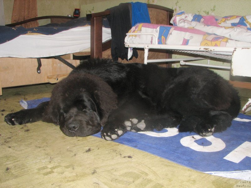 Фотография № 136994