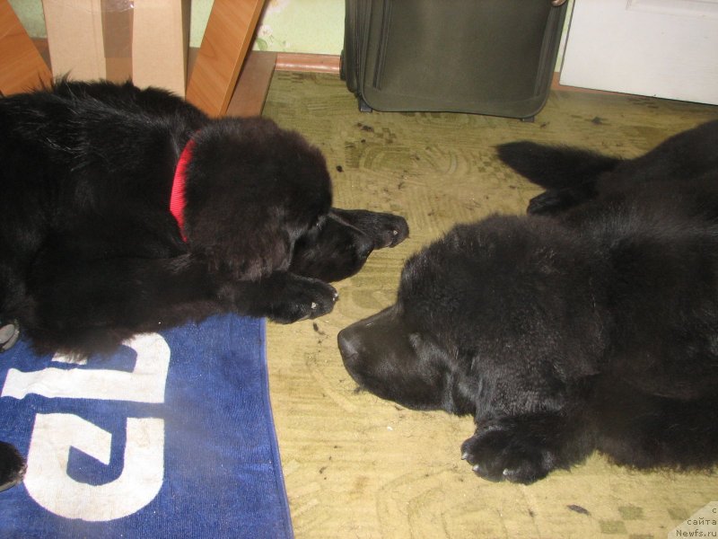 Фото: ньюфаундленд Beguschaya po Volnam Esperanto Etulo CHui (Бегущая по Волнам Есперанто Етуло Чуи), ньюфаундленд Beguschaya po Volnam Elegant Elizabeth (Бегущая по Волнам Елегант Елизабетх)