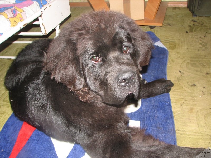 Фото: ньюфаундленд Beguschaya po Volnam Elegant Elizabeth (Бегущая по Волнам Елегант Елизабетх)