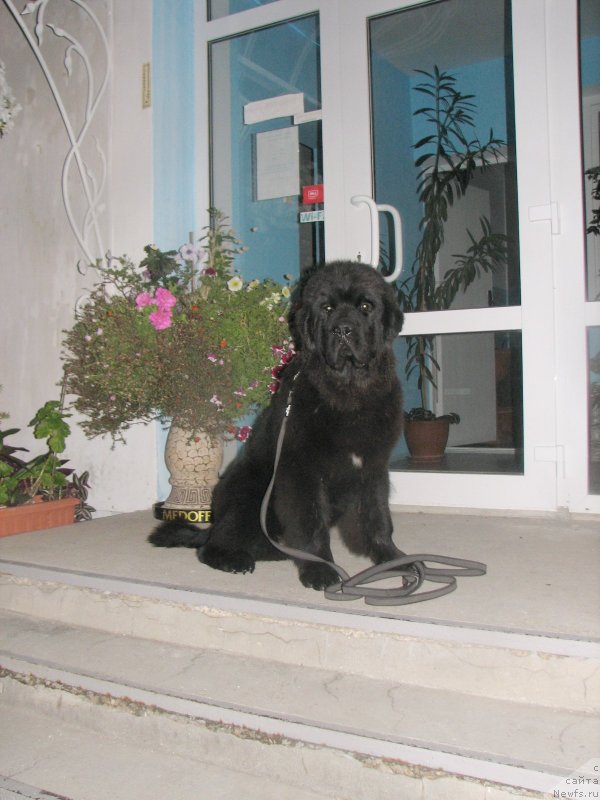 Фото: ньюфаундленд Beguschaya po Volnam Esperanto Etulo CHui (Бегущая по Волнам Есперанто Етуло Чуи)