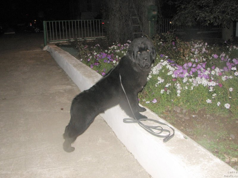 Фото: ньюфаундленд Beguschaya po Volnam Esperanto Etulo CHui (Бегущая по Волнам Есперанто Етуло Чуи)