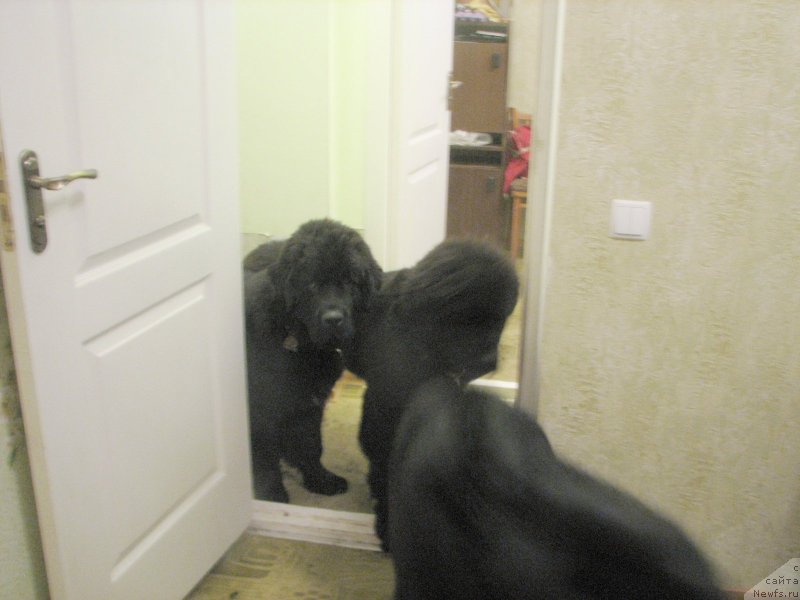 Фото: ньюфаундленд Beguschaya po Volnam Esperanto Etulo CHui (Бегущая по Волнам Есперанто Етуло Чуи), ньюфаундленд Beguschaya po Volnam Elvis (Бегущая по Волнам Елвис), ньюфаундленд Beguschaya po Volnam Elegant Elizabeth (Бегущая по Волнам Елегант Елизабетх)