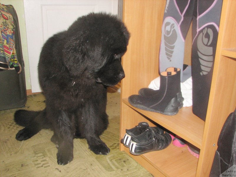 Фото: ньюфаундленд Beguschaya po Volnam Esperanto Etulo CHui (Бегущая по Волнам Есперанто Етуло Чуи)