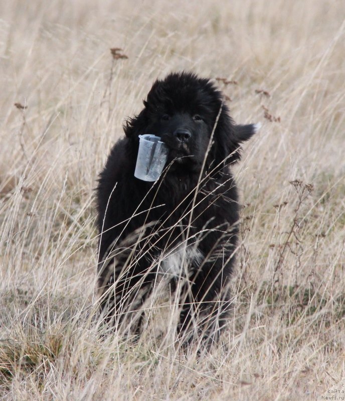 Фото: ньюфаундленд Akvian Song Lavatera (Аквиан Сонг Лаватера)