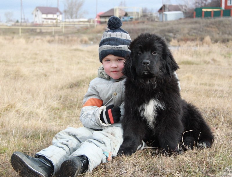 Фото: ньюфаундленд Akvian Song Lavatera (Аквиан Сонг Лаватера), и Дима.
