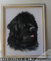 Фото: ньюфаундленд Sent Djons Tender Kiss of Elly (Сент Джонс Тендер Кисс оф Элли)